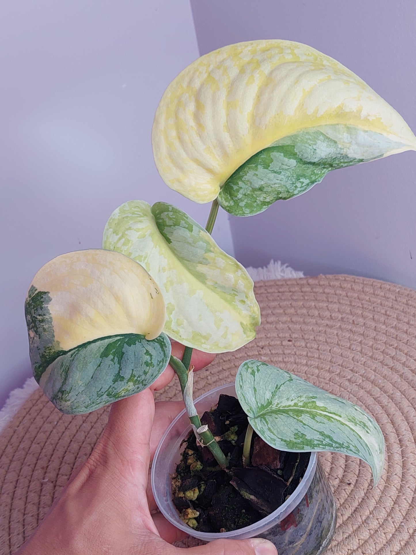 Scindapsus Exotica Variegated #A