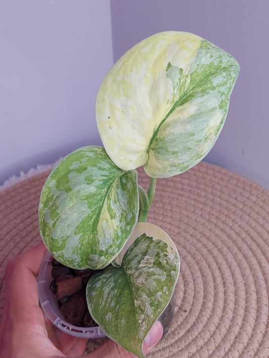 Scindapsus Exotica Variegated #B