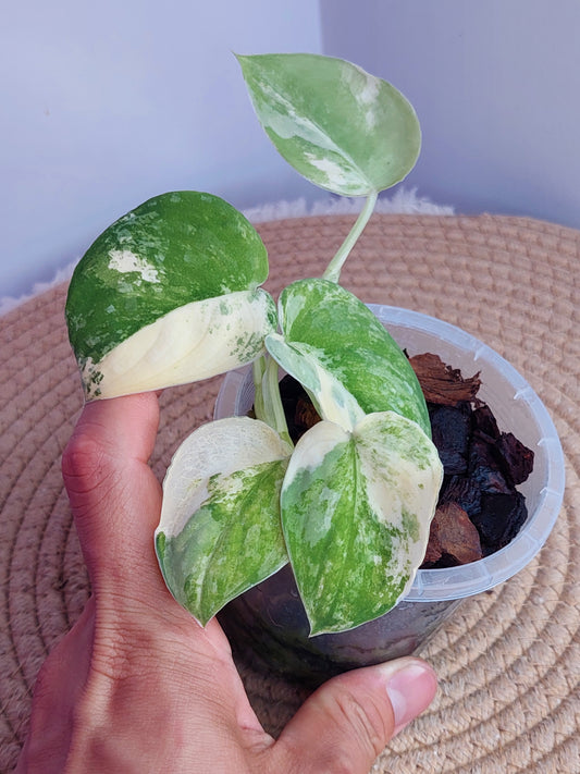 Scindapsus Mangurai Variegated #A