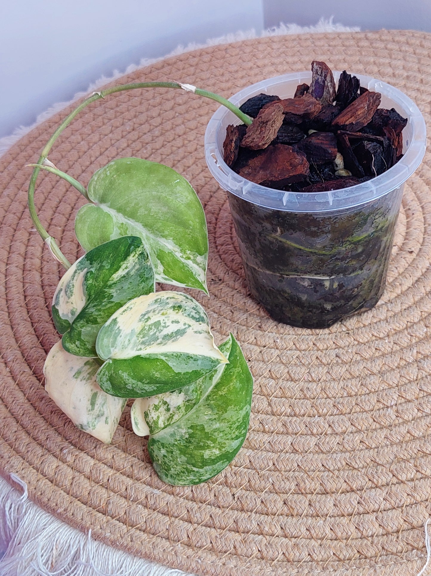 Scindapsus Mangurai Variegated #B