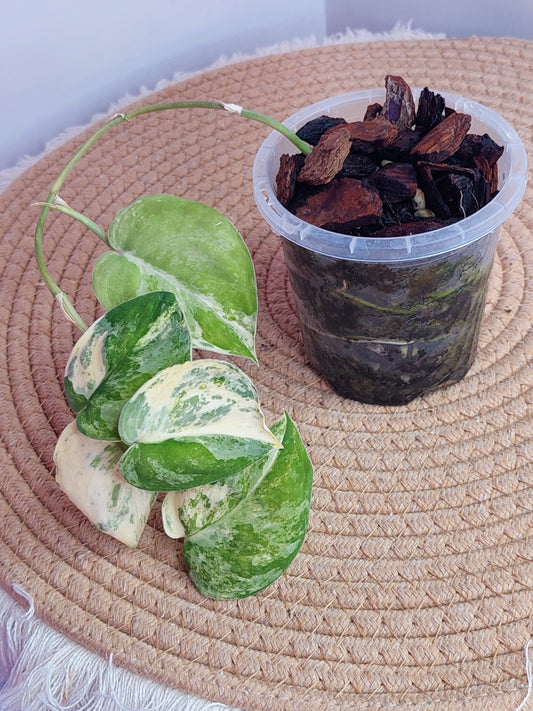 Scindapsus Mangurai Variegated #B