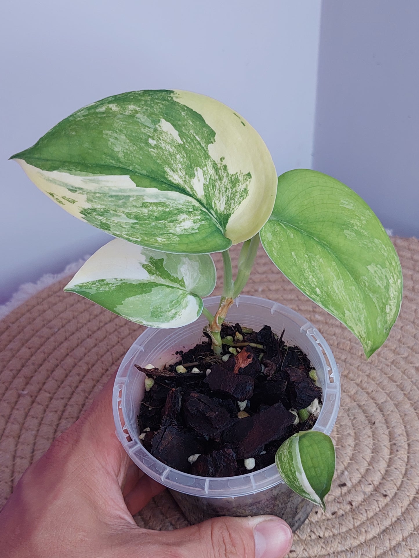 Scindapsus Jade Satin Variegated #A