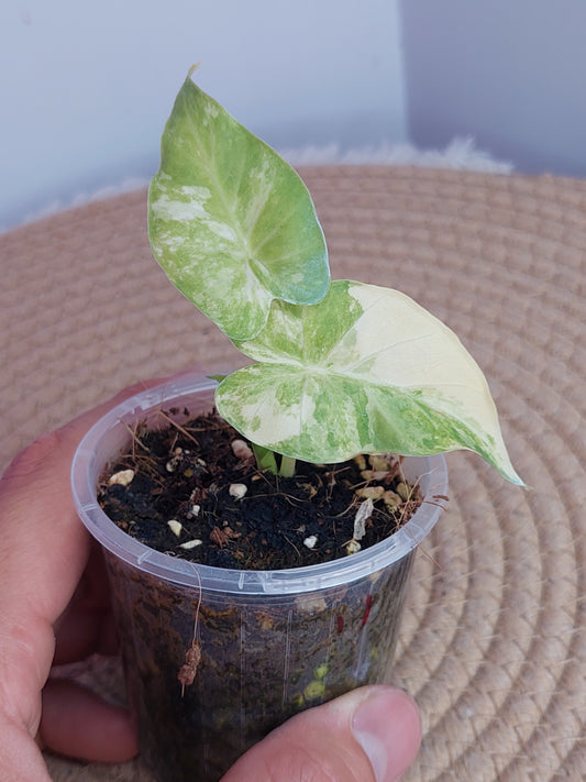 Alocasia Gageana Aurea Variegated #A