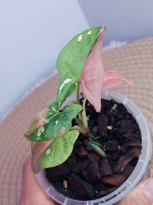 Syngonium Red Spot Tricolour #B
