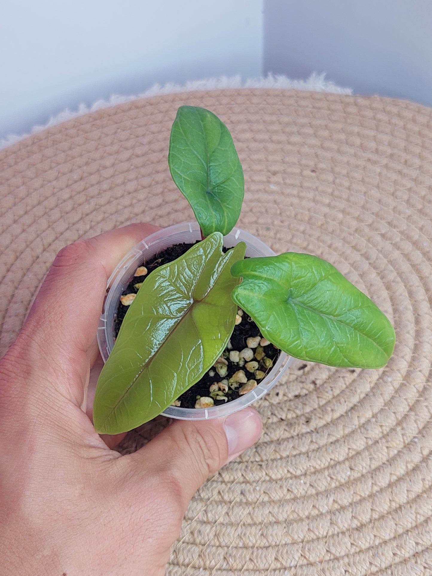 Alocasia Scalprum #A