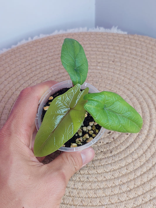 Alocasia Scalprum #A