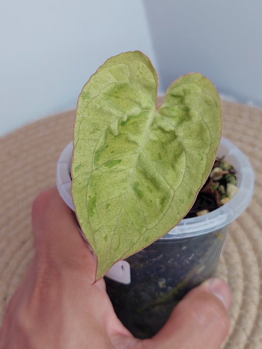 Anthurium Green Velvet Variegated #1