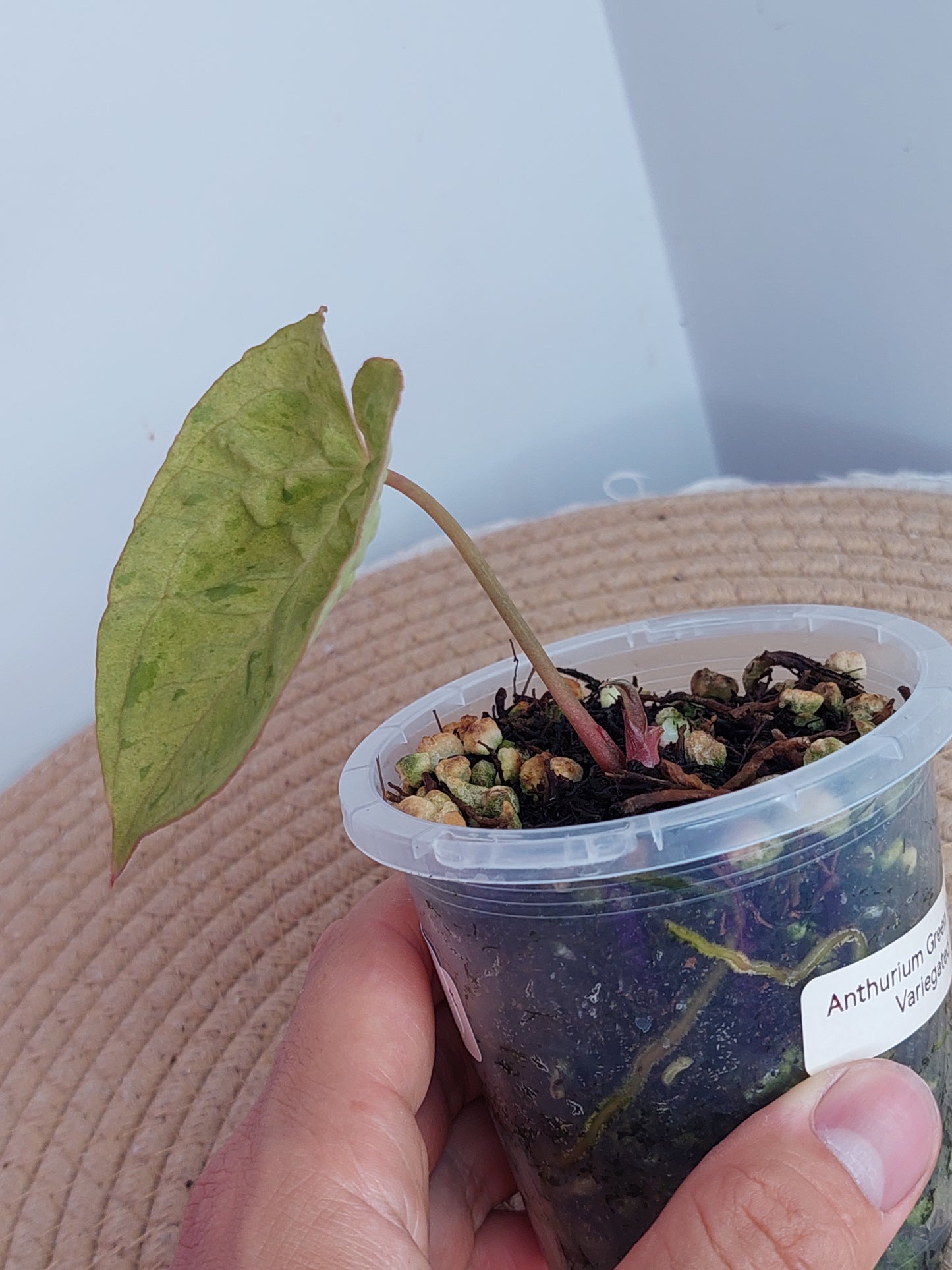 Anthurium Green Velvet Variegated #1