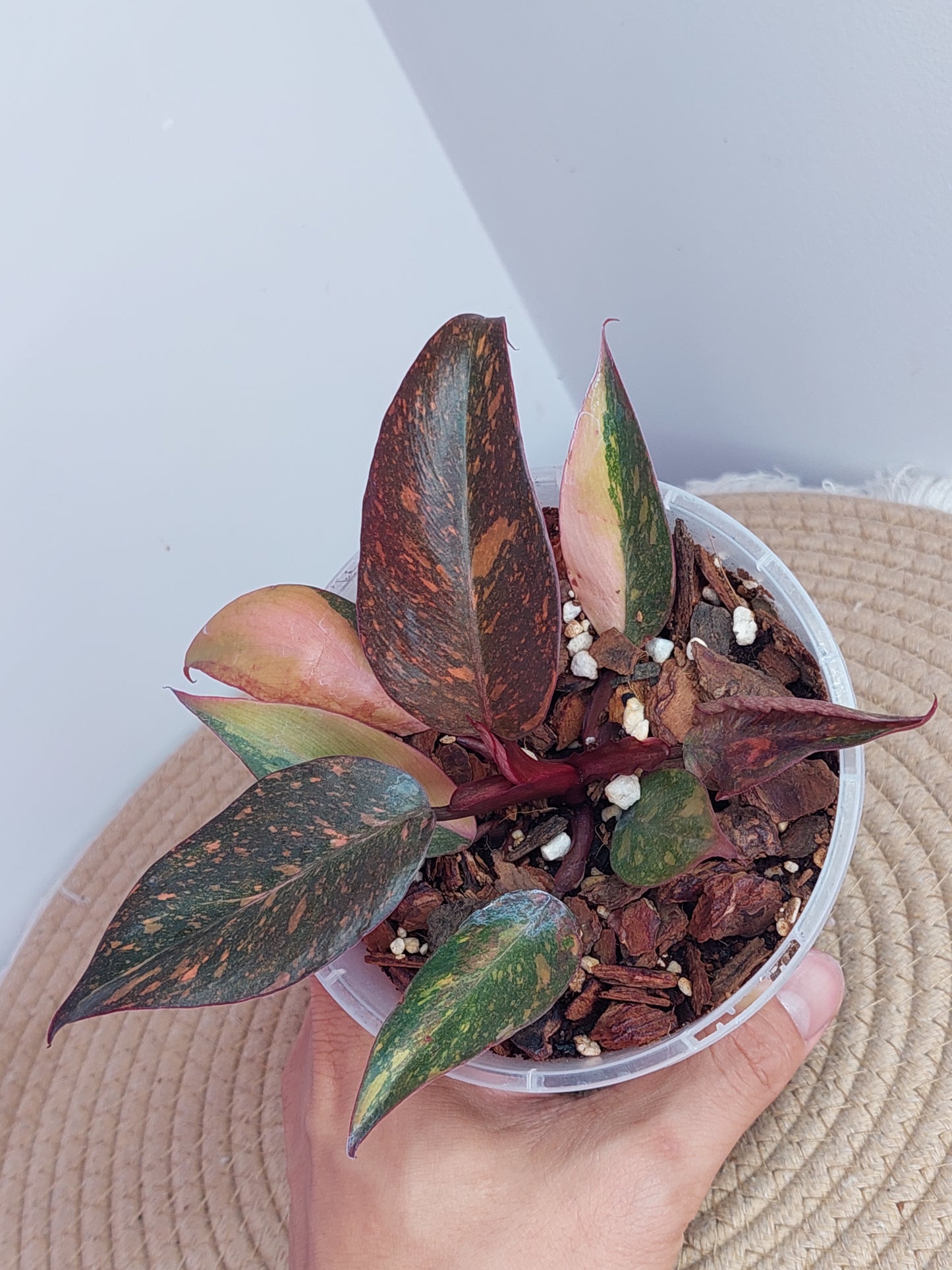 Philodendron Orange Princess Variegated #1