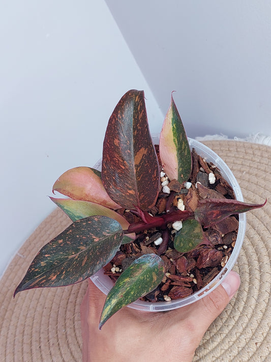 Philodendron Orange Princess Variegated #1
