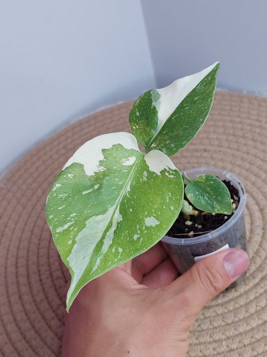 Monstera Thai Constellation #1