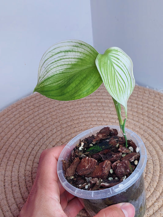 Scindapsus White Monster #1