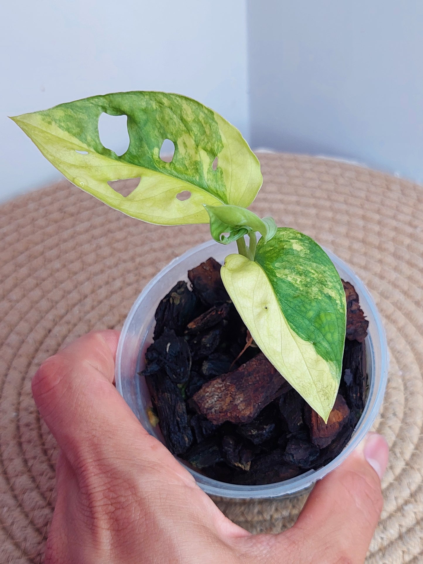 Monstera Monkey Mask Variegated #1