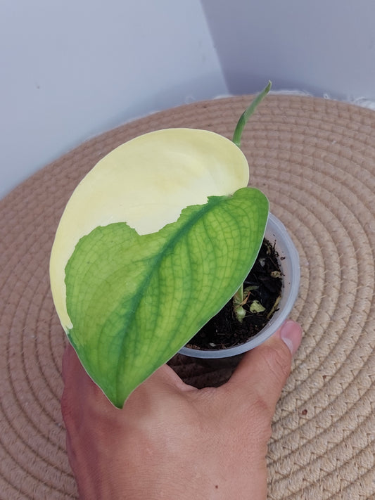 Scindapsus Jade Satin Variegated #1