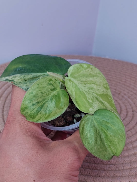 Philodendron Heartleaf Variegated 1
