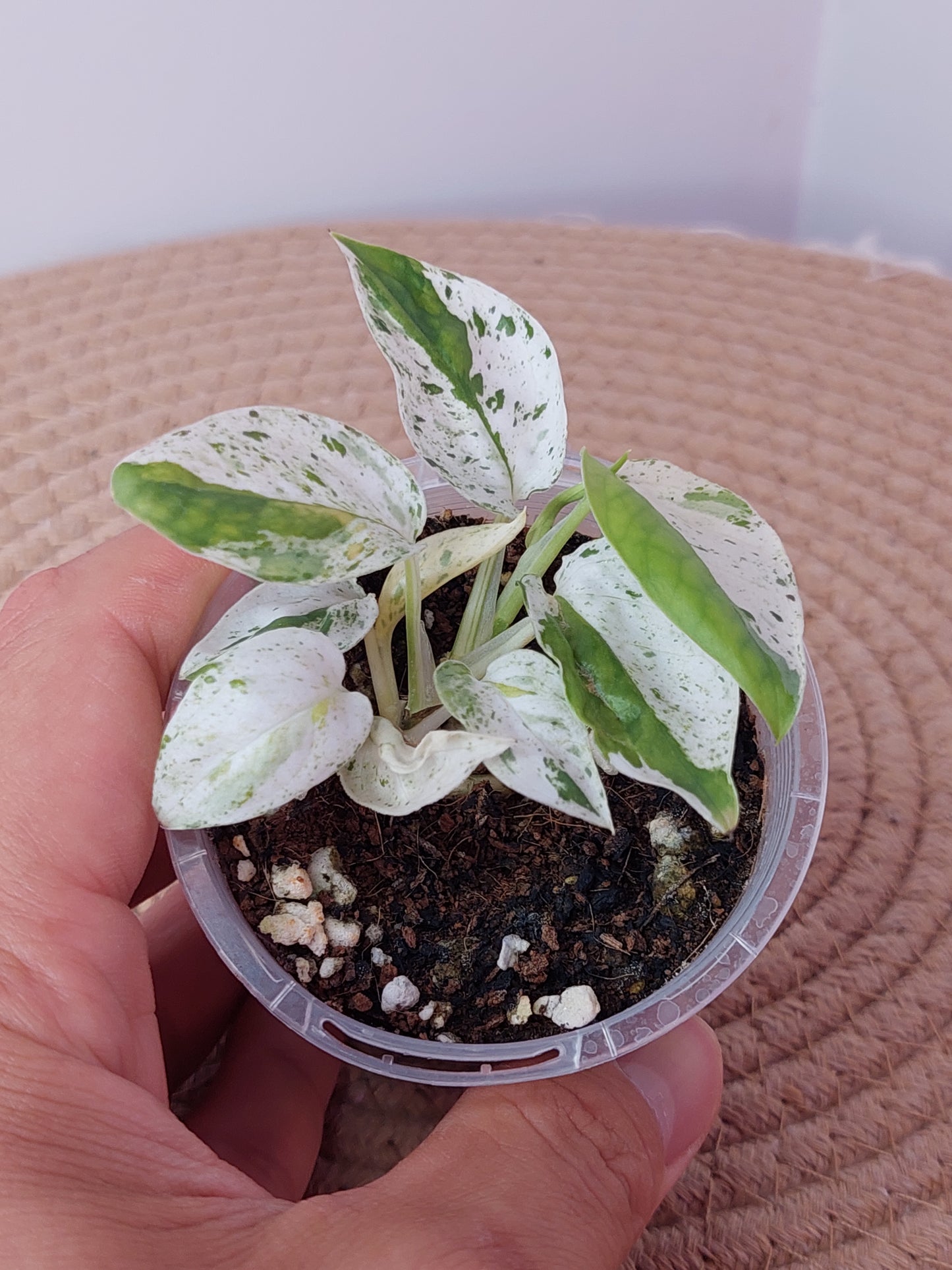 Epipremnum Pinnatum Marble 1