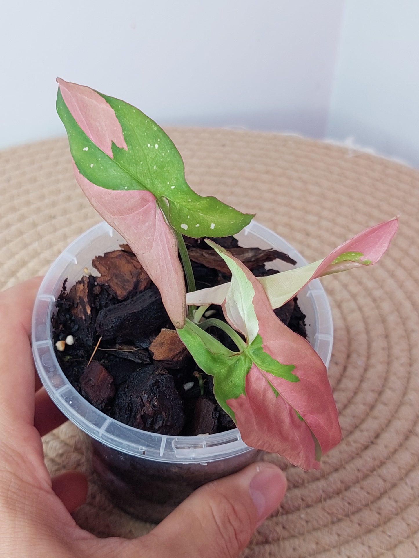 Syngonium Red Spot Tricolour 1