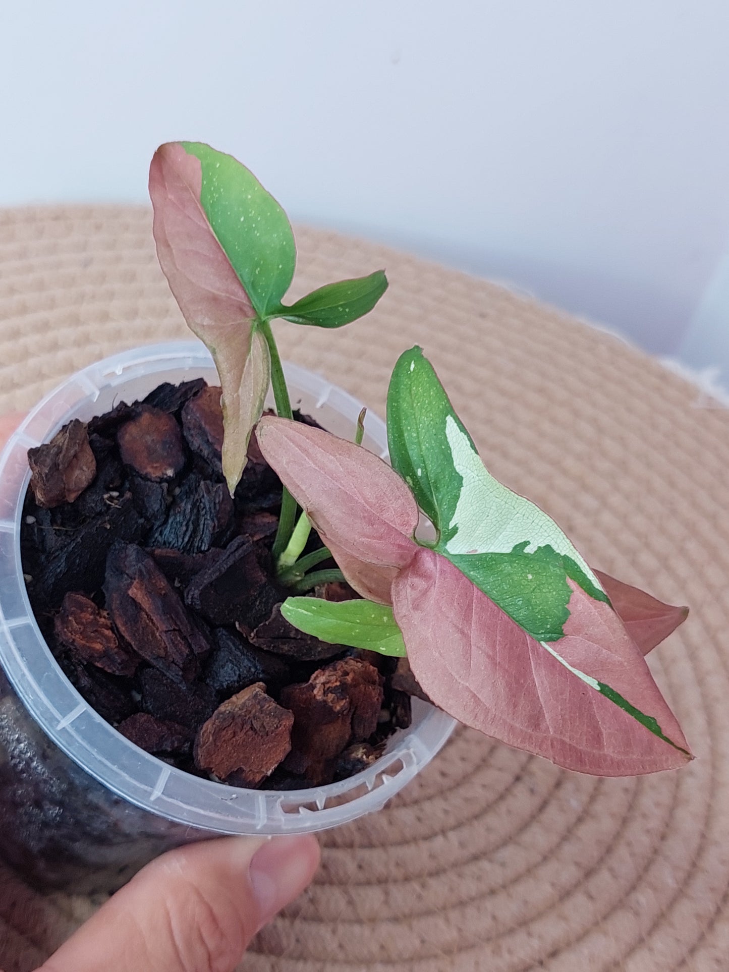 Syngonium Red Spot Tricolour 2