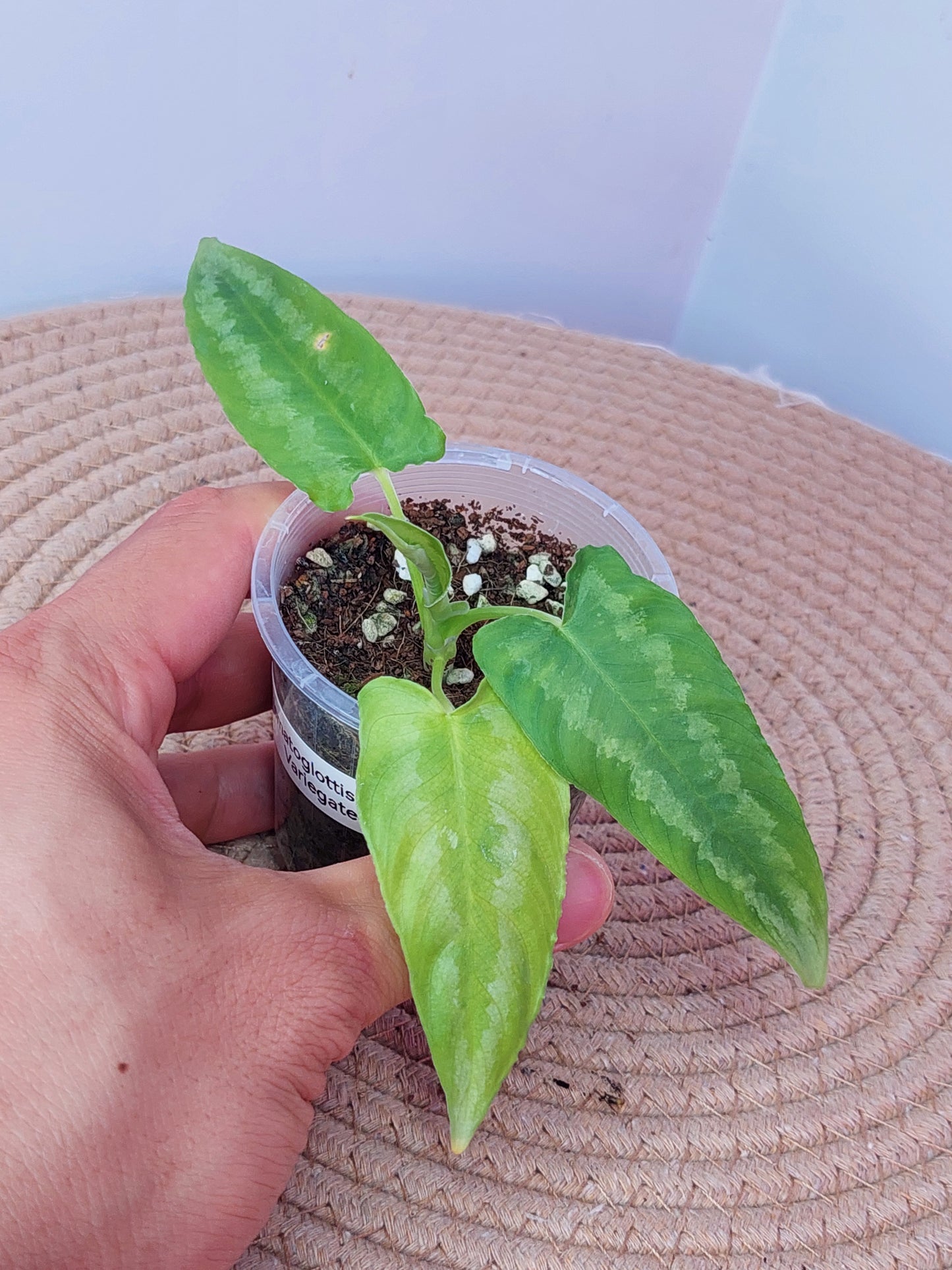 Schismatoglottis Wallichii 1