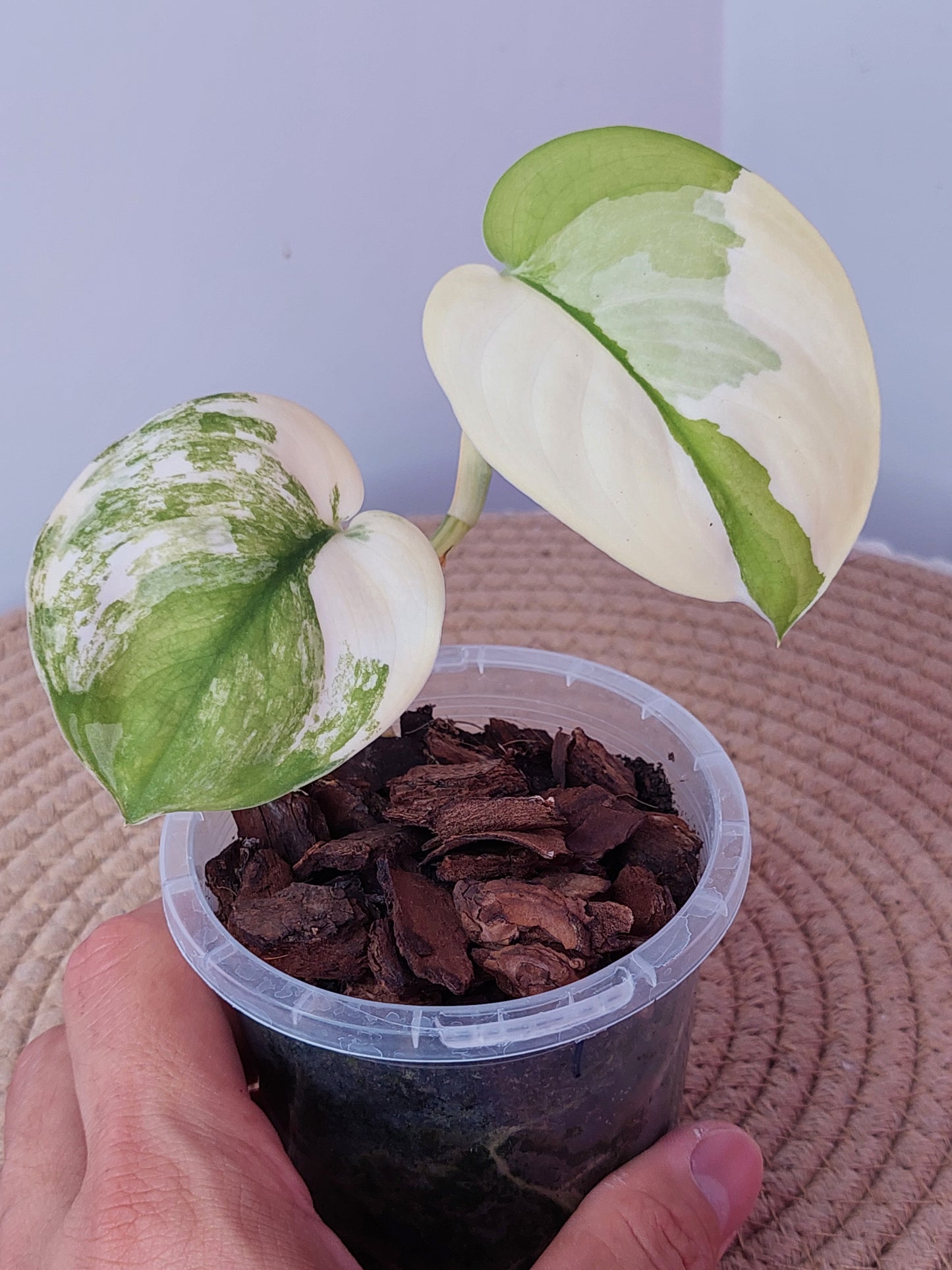 Scindapsus Jade Satin Variegated 1