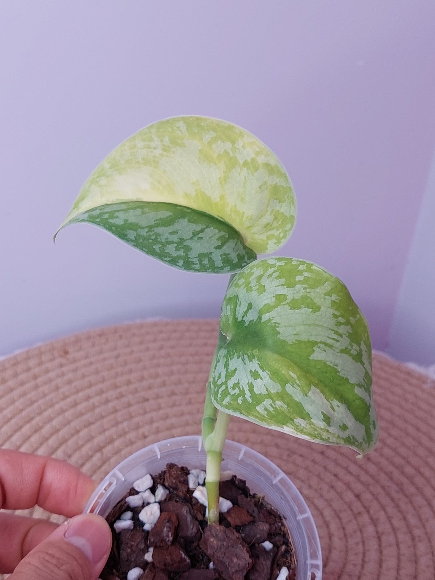 Scindapsus Exotica Variegated 1