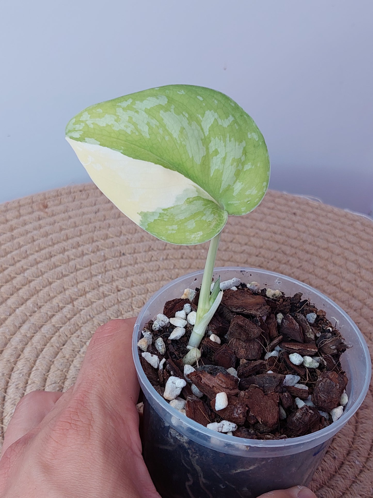 Scindapsus Exotica Variegated 2