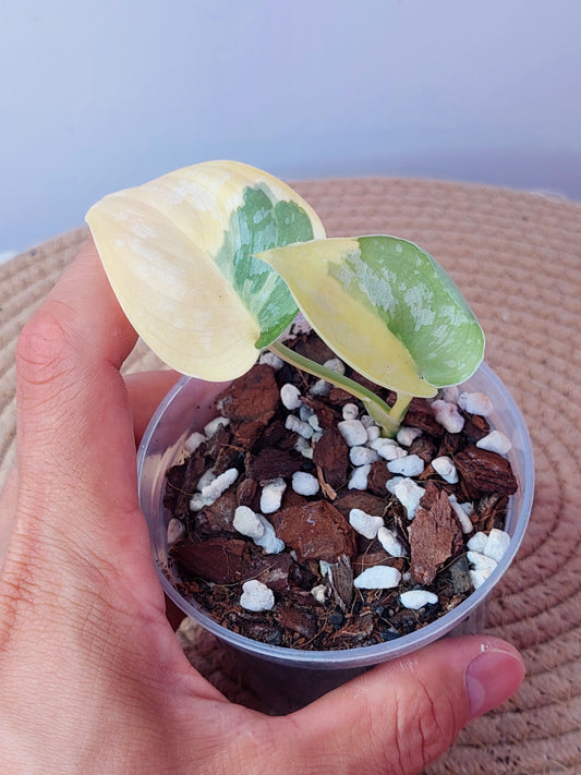 Scindapsus Exotica Variegated 3