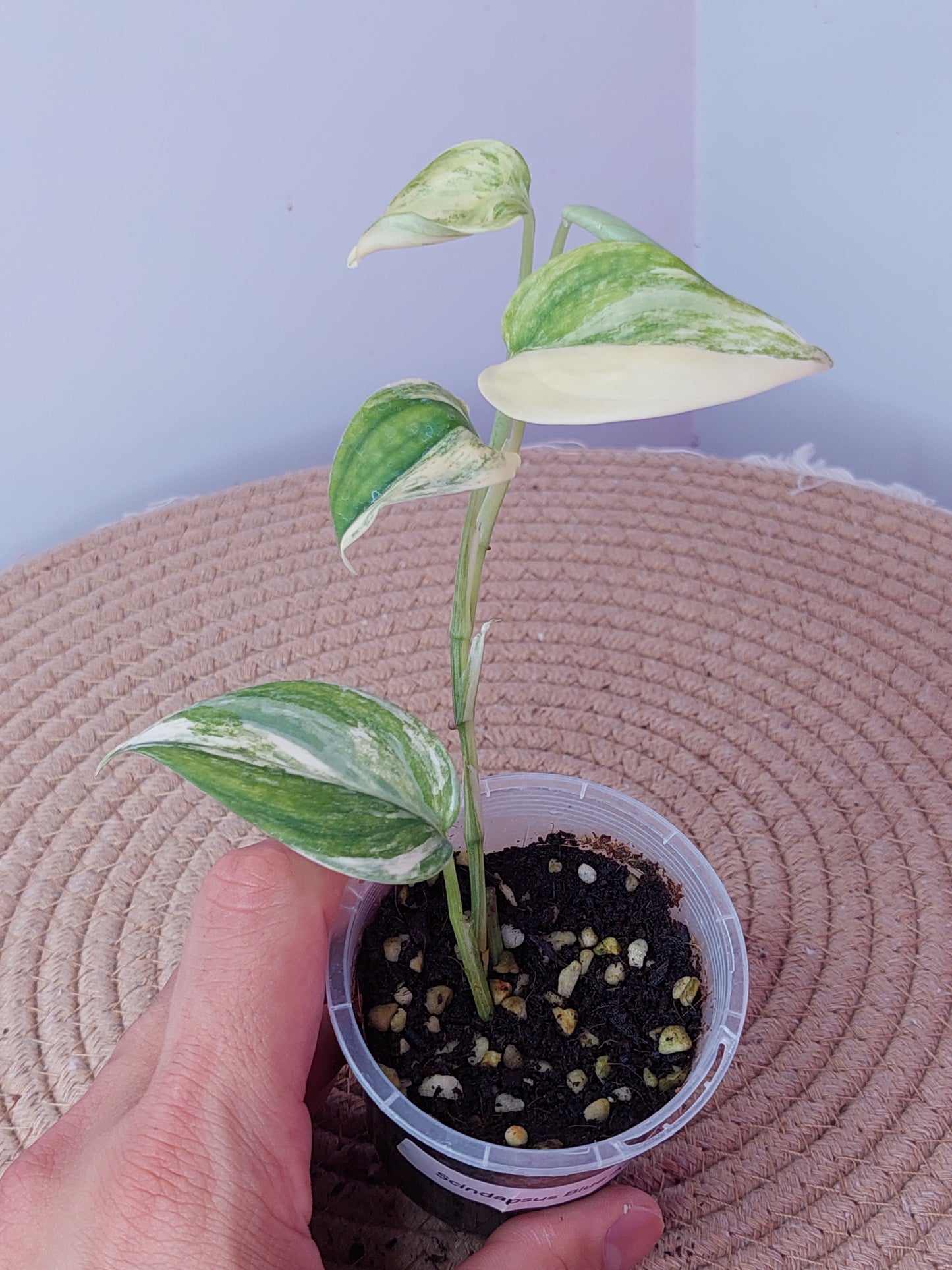 Scindapsus Blue Aurea 1