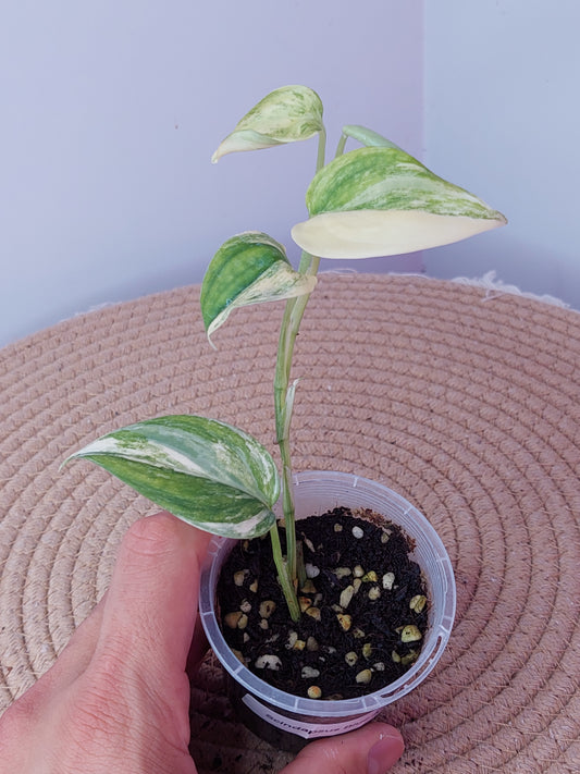 Scindapsus Blue Aurea 1
