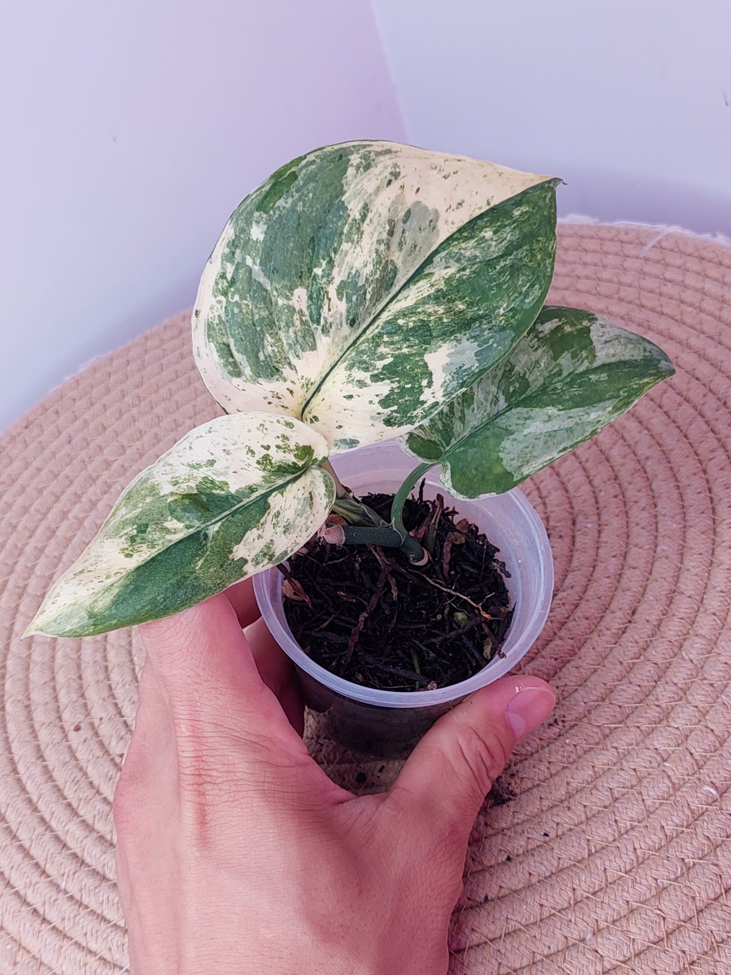 Scindapsus Creme Brulee Variegated 1