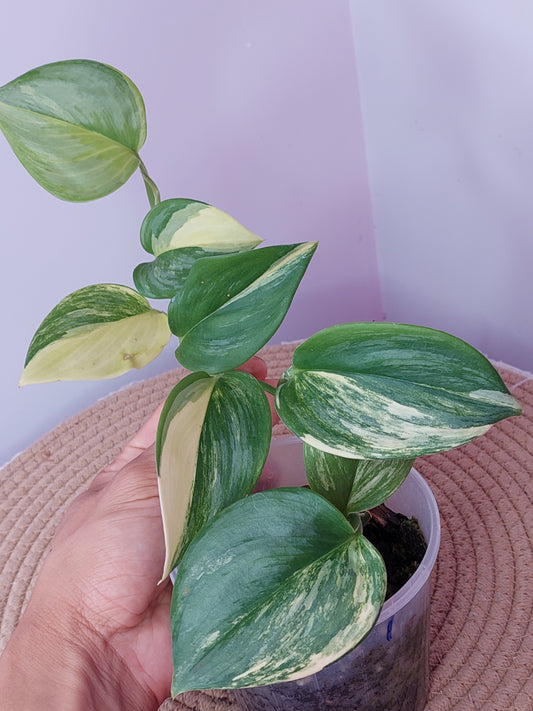 Scindapsus Rubicon Variegated 1