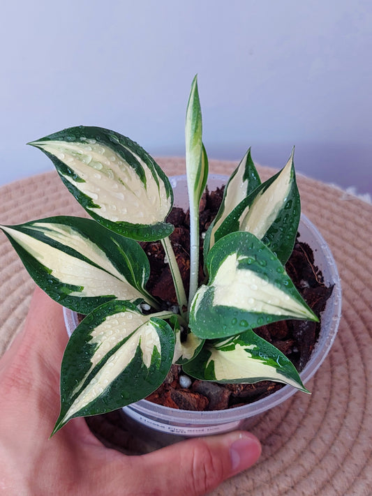 Hosta Fire and Ice 1