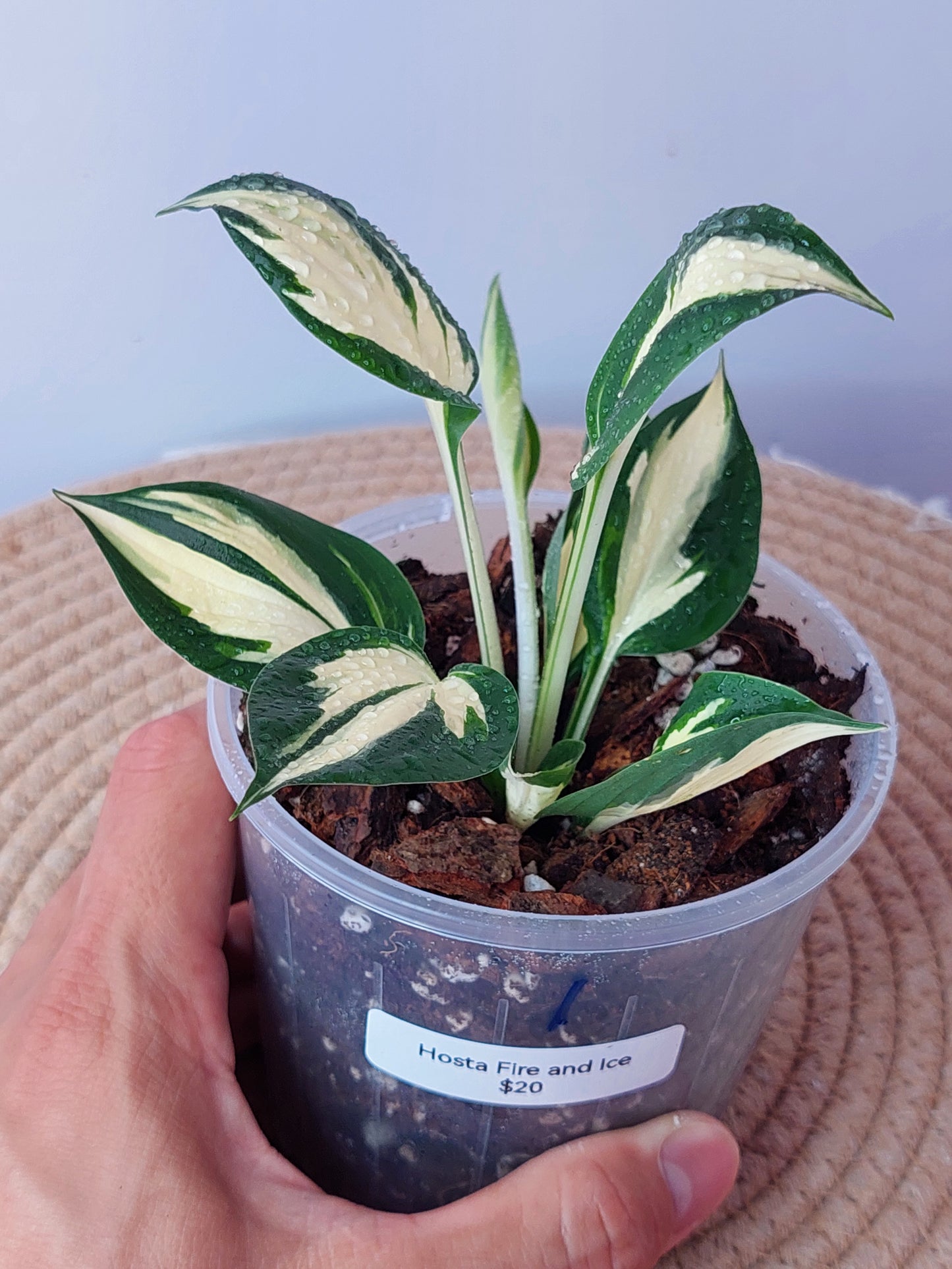 Hosta Fire and Ice 1