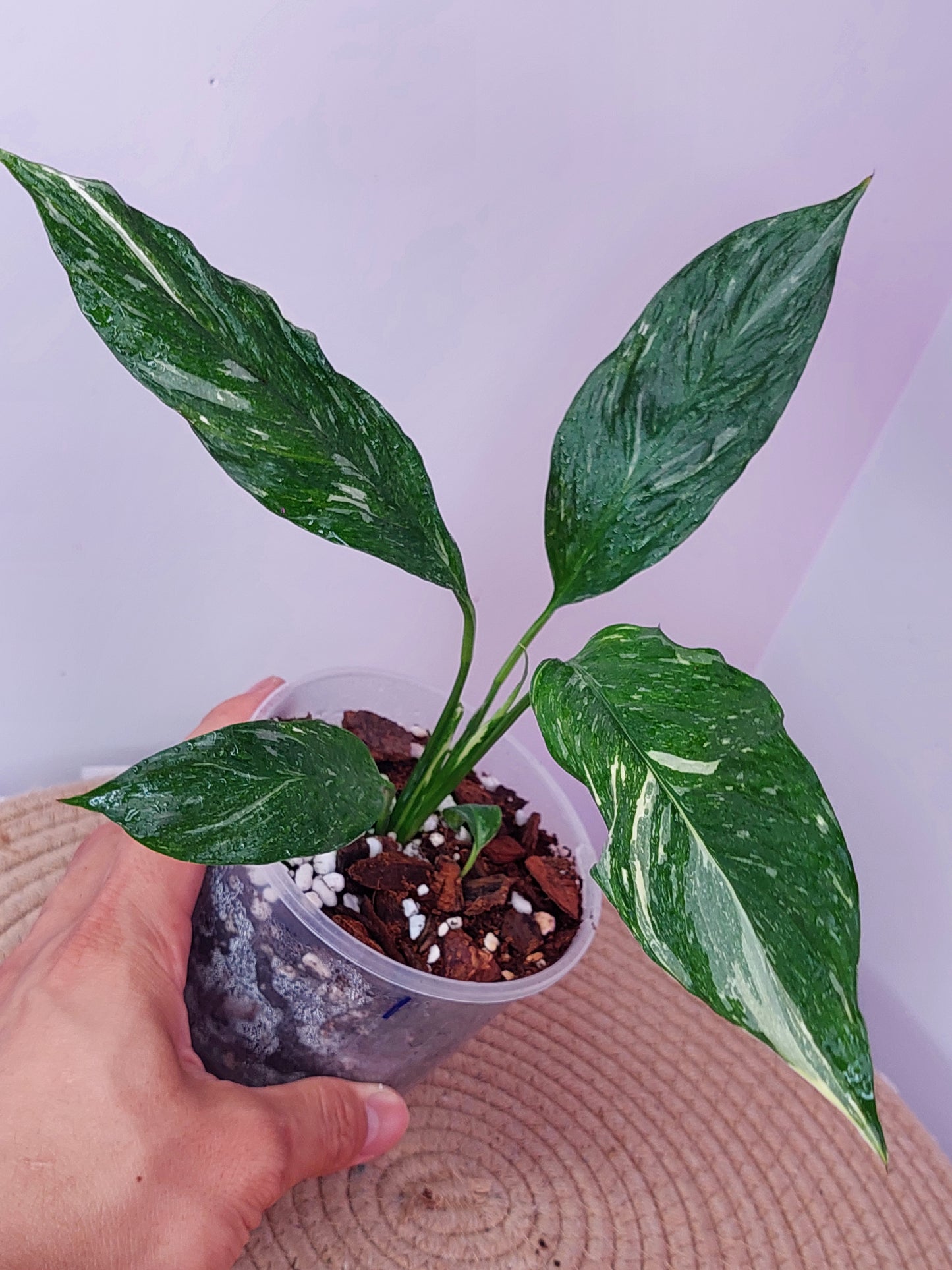 Peace Lily Spathiphyllum Domino Variegated 1