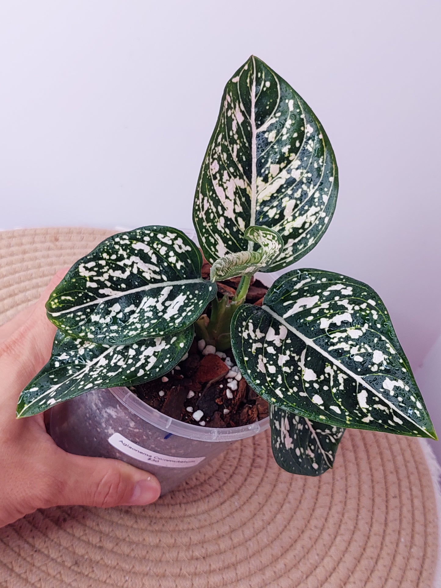 Aglaonema Commutatum 1
