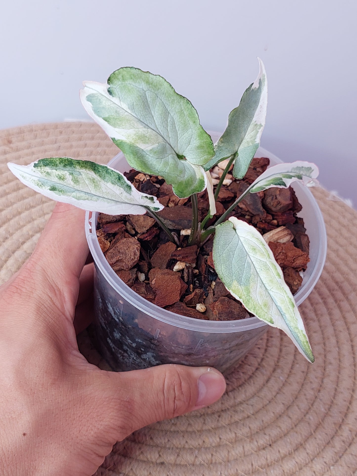 Syngonium Starlite 1