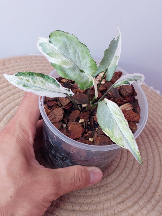 Syngonium Starlite 1