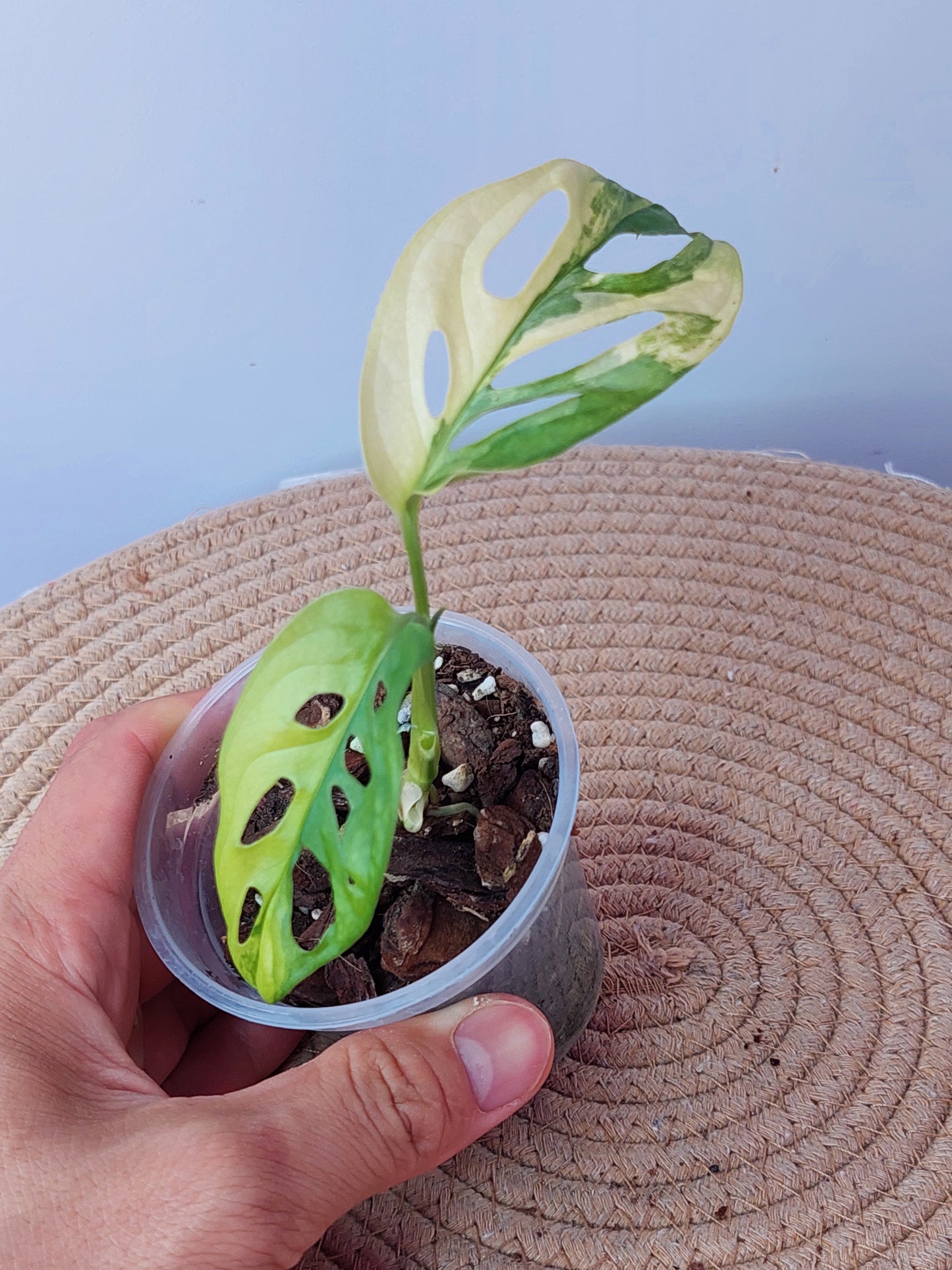 Monstera Monkey Mask Variegated 1