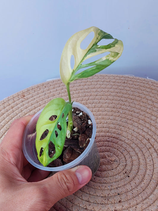 Monstera Monkey Mask Variegated 1