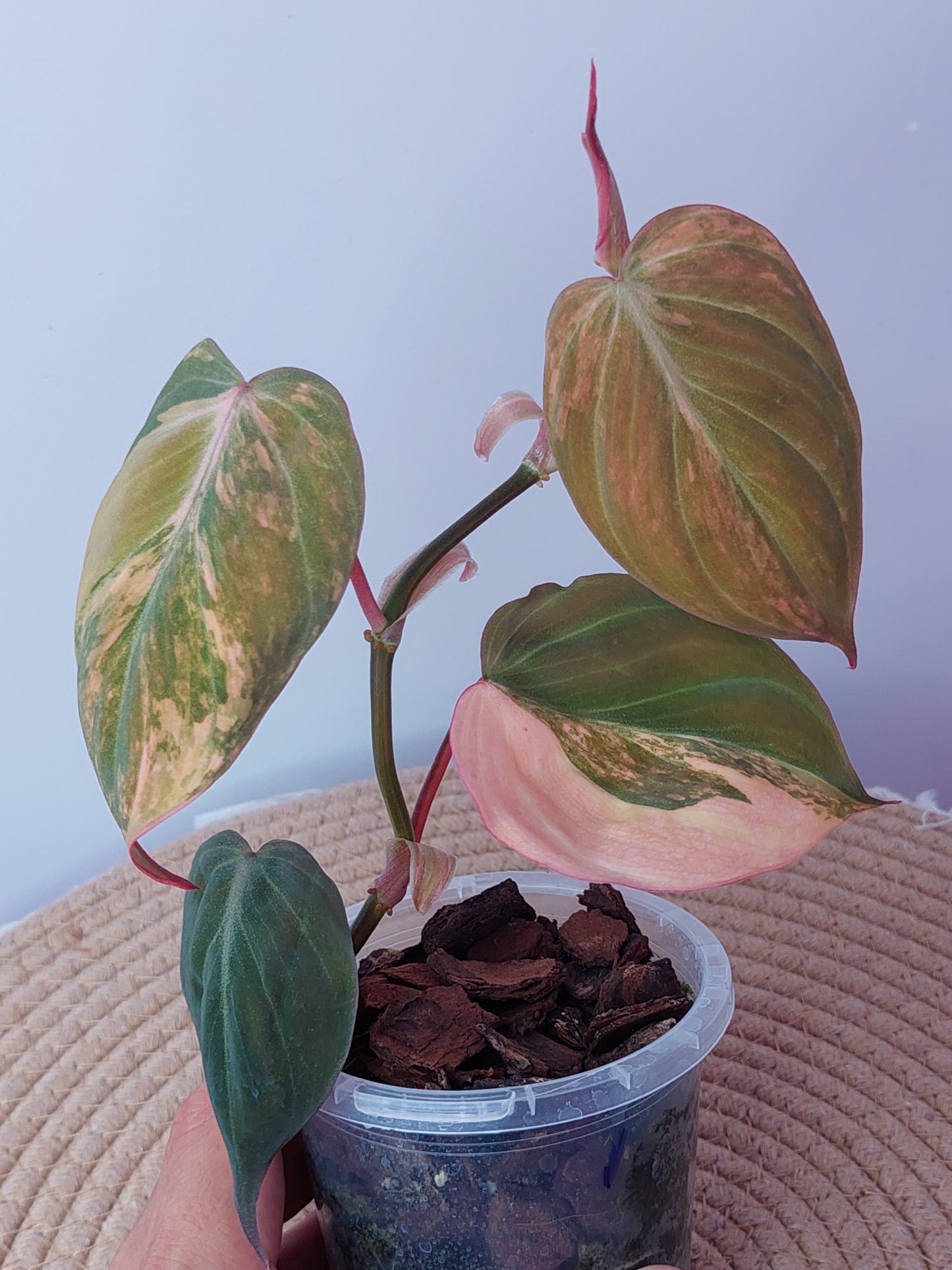 Philodendron Mican Variegated 1