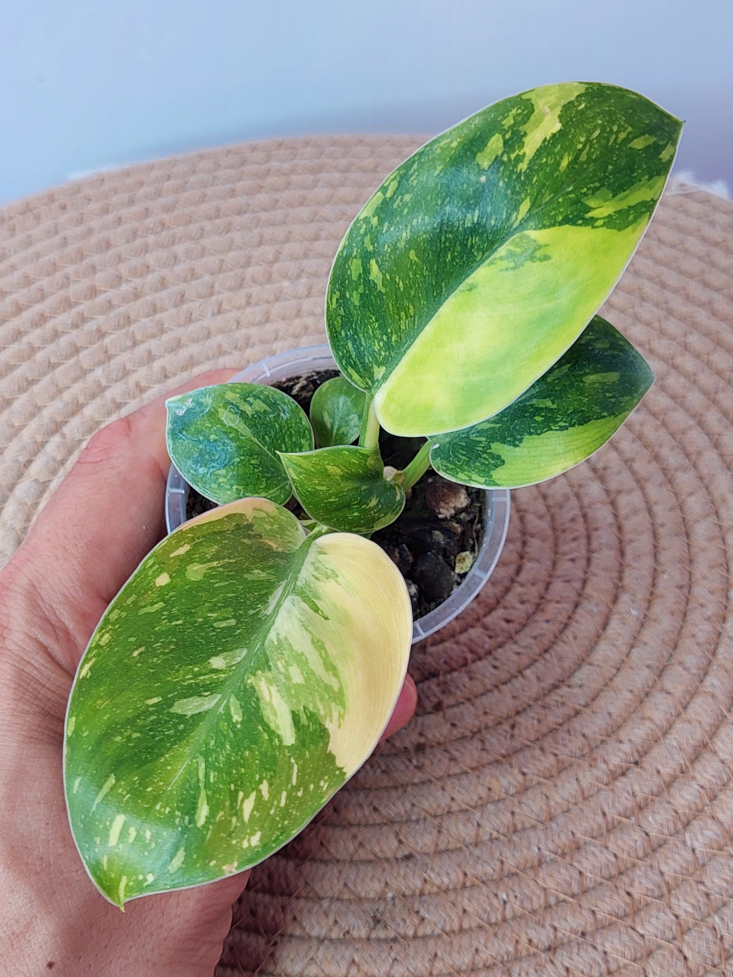 Philodendron Nuclear Congo 1