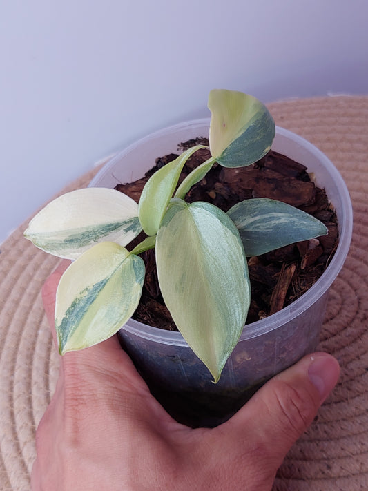 Philodendron Silver Sword Variegated 1