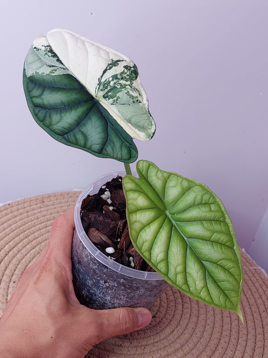 Alocasia Dragon Scale Albo 1