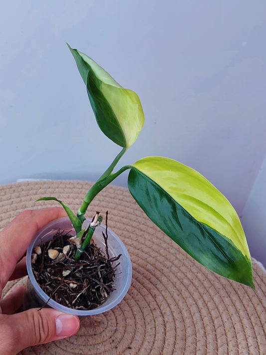Scindapsus Perakensis Neon 1