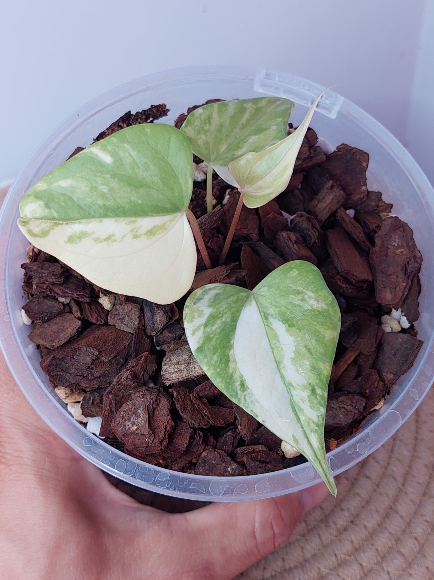 Anthurium Pterodactyl Variegated 1