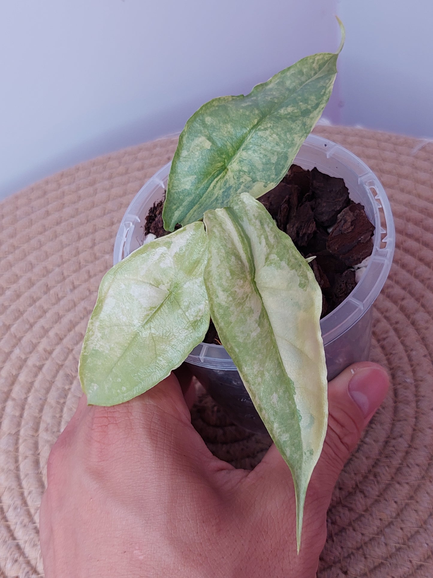 Alocasia Dragon Breath Variegated 1
