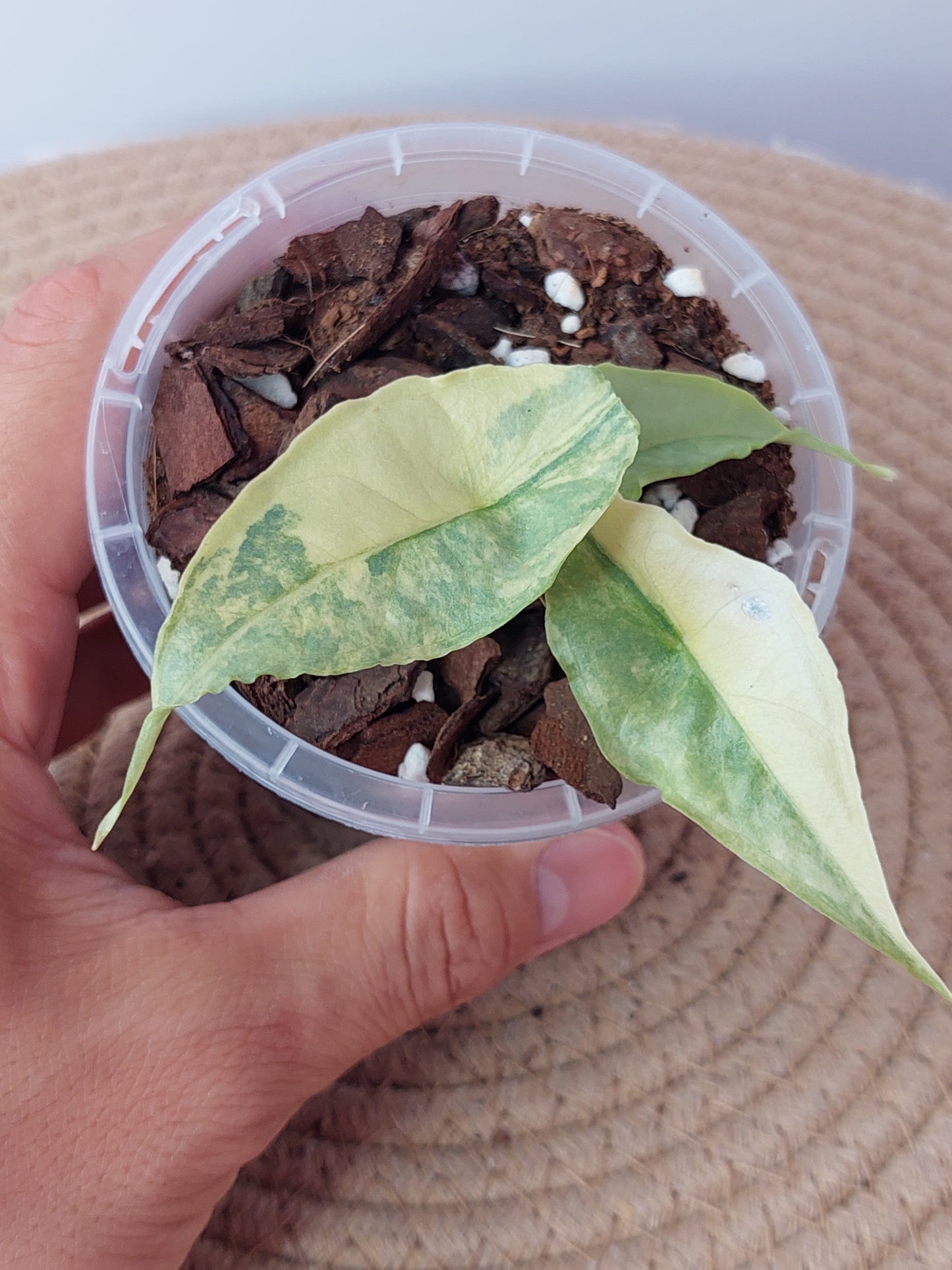 Alocasia Dragon Breath Variegated 2
