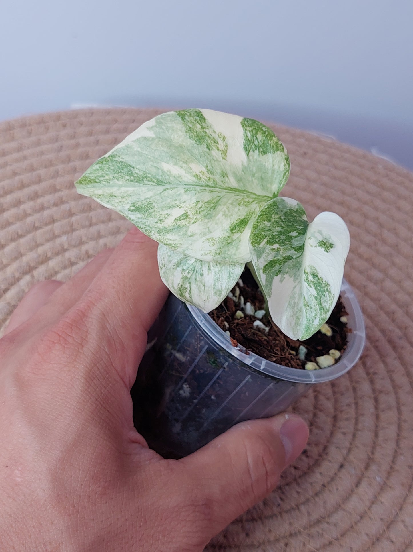 Monstera Legacy 1