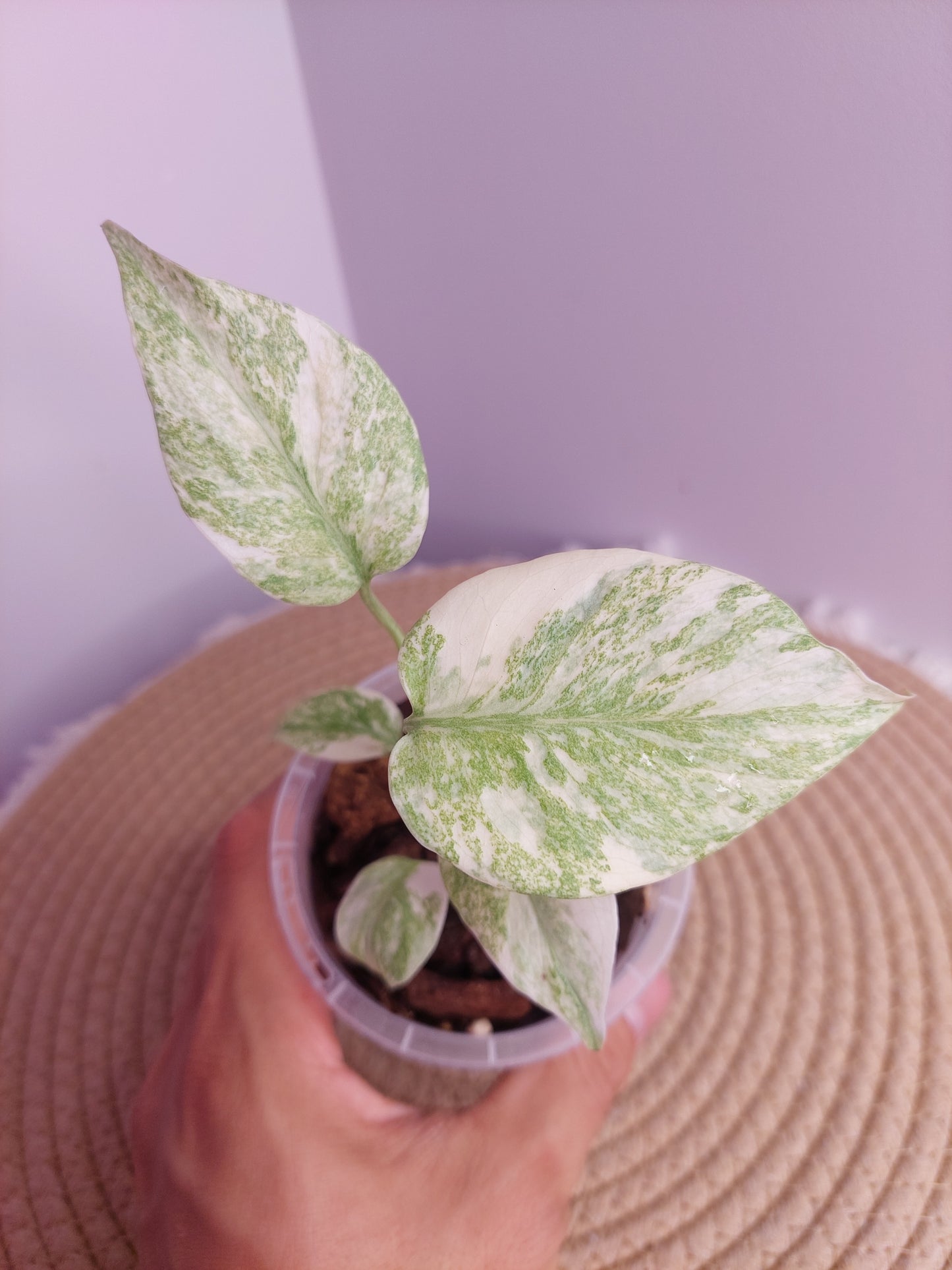Monstera Green Snow - 1