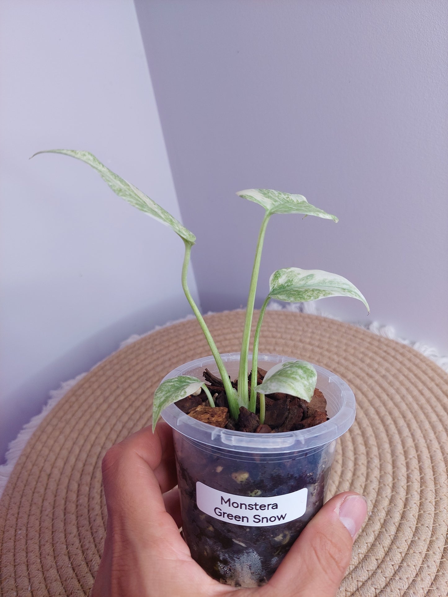 Monstera Green Snow - 1